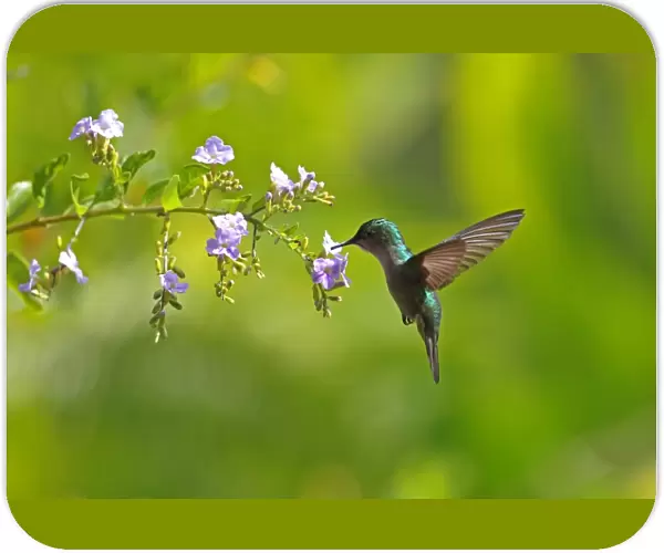 Antillean Crested Hummingbird (Orthorhyncus cristatus exilis) adult female, in flight, feeding at flowers