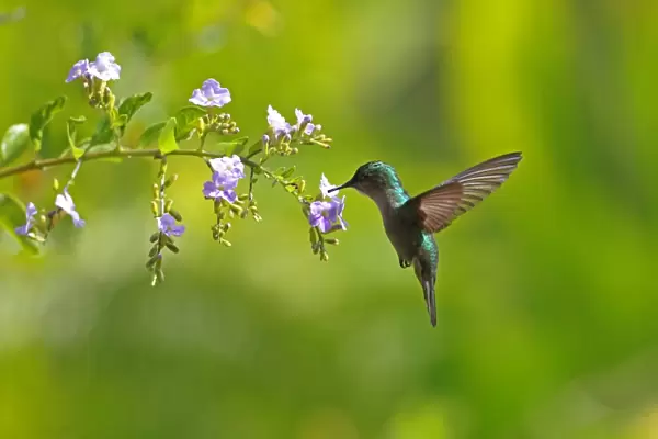 Antillean Crested Hummingbird (Orthorhyncus cristatus exilis) adult female, in flight, feeding at flowers