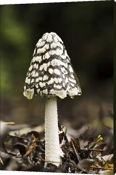 Magpie Fungus (Coprinopsis picacea) fruiting body, with raindrops hanging from edge of cap, Sir Harold Hillier Gardens