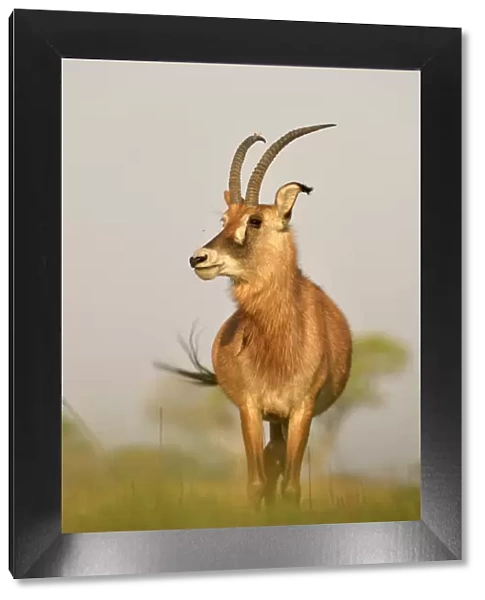 Roan Antelope (Hippotragus equinus) adult, standing on grassy plain, Kafue N. P. Zambia, September
