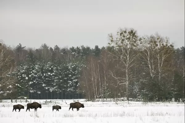 European Bison (Bison bonasus) adult females and calves, walking in snow covered meadow at edge of forest habitat