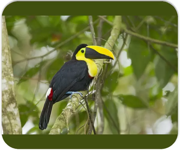 Choco Toucan (Ramphastos brevis) adult, perched on branch in montane rainforest, Andes, Ecuador, November