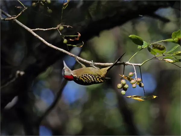 Hispaniolan Woodpecker (Melanerpes striatus) adult female, hanging from twig in fruiting tree, Botanical Gardens