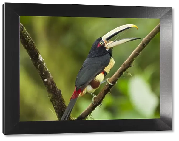 Pale-mandibled Aracari (Pteroglossus erythropygius) adult, feeding on fruit, perched on branch in montane rainforest