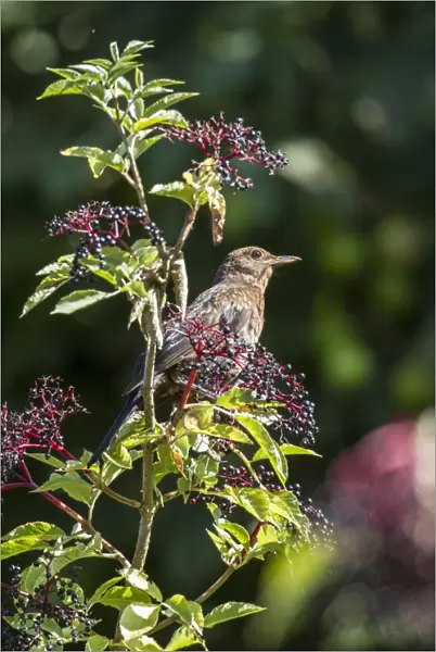 Juvenile Blackbird feeding on elder berries