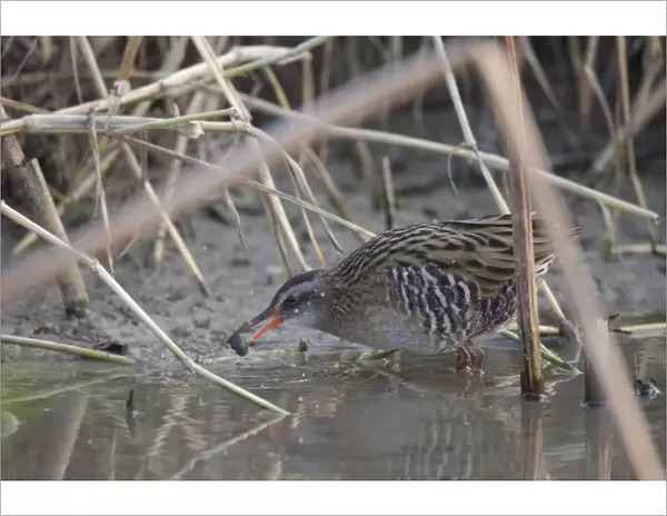 Brown-cheeked Rail (Rallus indicus) adult, feeding on aquatic snail, standing in shallow water, Long Valley
