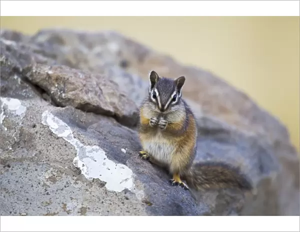 Least Chipmunk (Tamias minimus) adult, sitting on rock, Yellowstone N. P. Wyoming, U. S. A. September