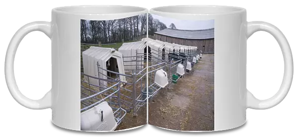 Domestic Cattle, Holstein dairy calves, standing in calf hutches, Cheshire, England, January
