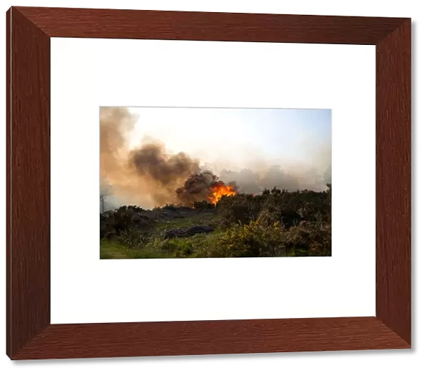 Fire on heathland caused by either carelessness or arson, Ashdown Forest, East Sussex, England, June