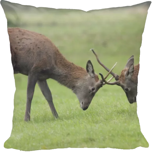 Red Deer (Cervus elaphus) two immature stags, fighting during rutting season, Studley Royal Deer Park, Ripon
