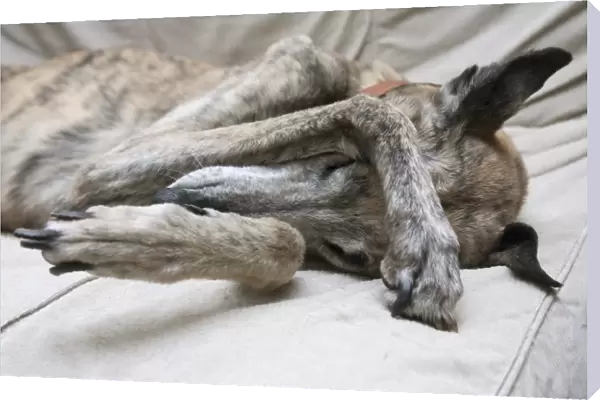 Domestic Dog, Lurcher cross, elderly adult, with heart condition, close-up of head and front legs, sleeping, England