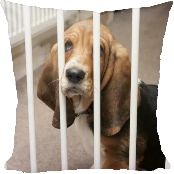 Domestic Dog, Basset Hound, puppy, sitting behind safety gate, England, December