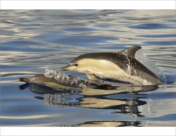 Short-beaked Common Dolphin (Delphinus delphis) two adults, porpoising, Azores, June