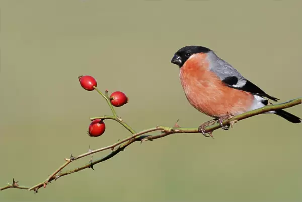 Eurasian Bullfinch (Pyrrhula pyrrhula) adult male, perched on rose stem with rosehips, Leicestershire, England, January