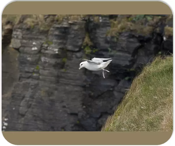 Northern Fulmar (Fulmarus glacialis) adult, in flight over sea cliff, Cliffs of Moher, The Burren, County Clare