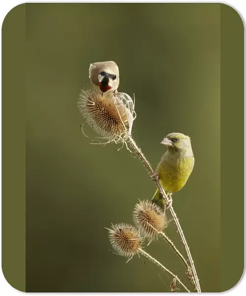 European Goldfinch (Carduelis carduelis) adult, and European Greenfinch (Carduelis chloris) adult male