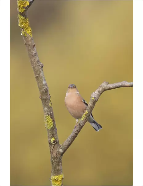 Common Chaffinch (Fringilla coelebs) adult male, perched on lichen covered twig, West Yorkshire, England, November