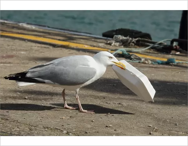 Herring Gull (Larus argentatus) adult, summer plumage, with polystyrene take-away food packaging in beak