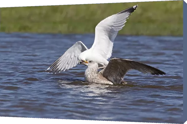 Herring Gull (Larus argentatus) adult, breeding plumage, and Great Black-Backed Gull (Larus marinus) immature