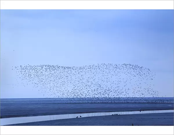 Knot (Calidris canutus) flock, in flight, with other waders over mudflats in estuary habitat at low tide