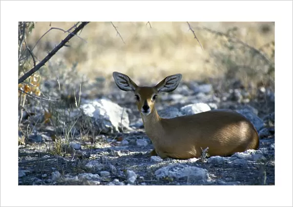 Steenbok (Raphicerus campestris) Namibia