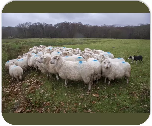 Domestic Sheep, Welsh Mountain ewes, flock herded by collie sheepdog in pasture on hill farm, near Conwy, Clwyd