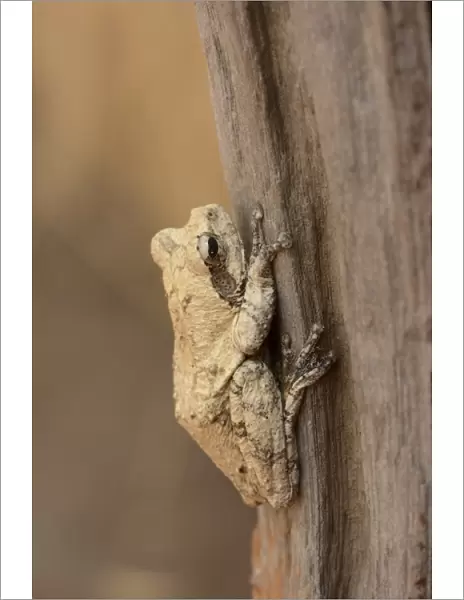 Mozambique Forest Treefrog (Leptopelis mossambicus) adult, resting on tree trunk, Kafue N. P. Zambia, September