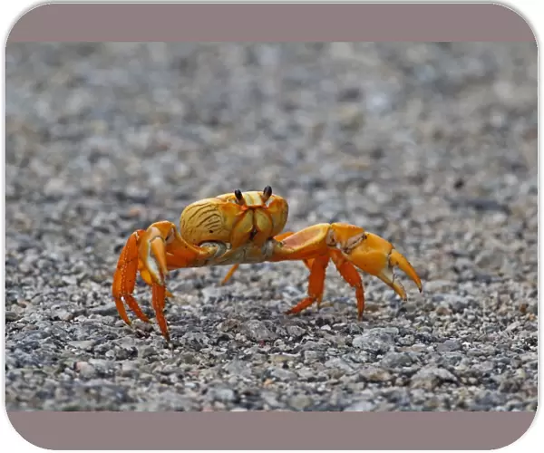 Black Land Crab (Gecarcinus ruricola) yellow morph, adult, crossing road on spring migration, Zapata Peninsula