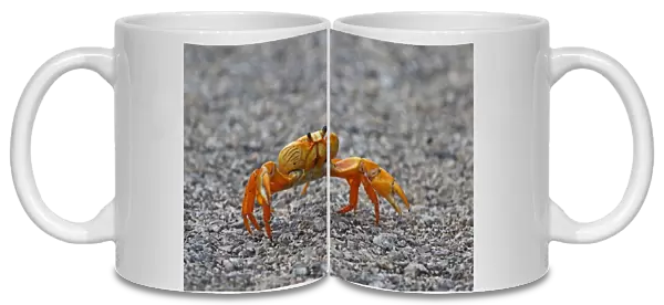 Black Land Crab (Gecarcinus ruricola) yellow morph, adult, crossing road on spring migration, Zapata Peninsula