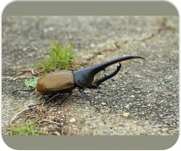 Hercules Beetle (Dynastes hercules) adult, resting on ground, Trinidad, Trinidad and Tobago, April