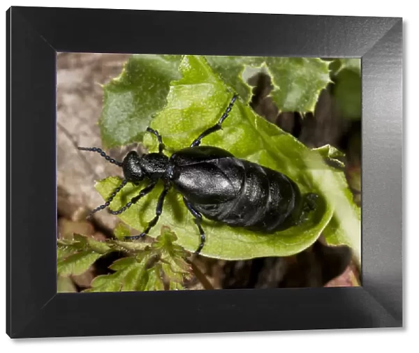 Black Oil Beetle (Meloe proscarabaeus) adult female, feeding on leaf in chalk downland, Dorset, England, May
