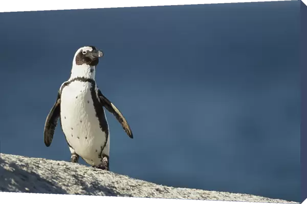 Jackass Penguin (Spheniscus demersus) adult, standing on coastal rock, Simonstown, Western Cape Province, South Africa