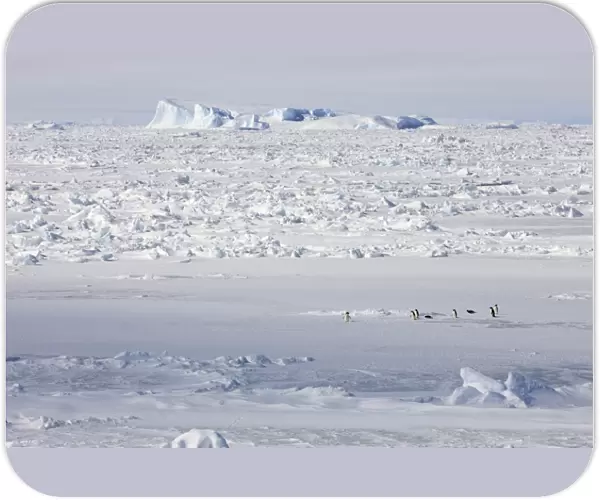 Adelie Penguin (Pygoscelis adeliae) adults, group on pack ice in habitat, Weddell Sea, Antarctica, December
