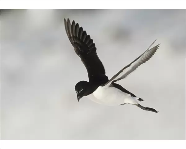 Razorbill (Alca torda) adult, breeding plumage, in flight over snow, Hornoi Island, Norway, March
