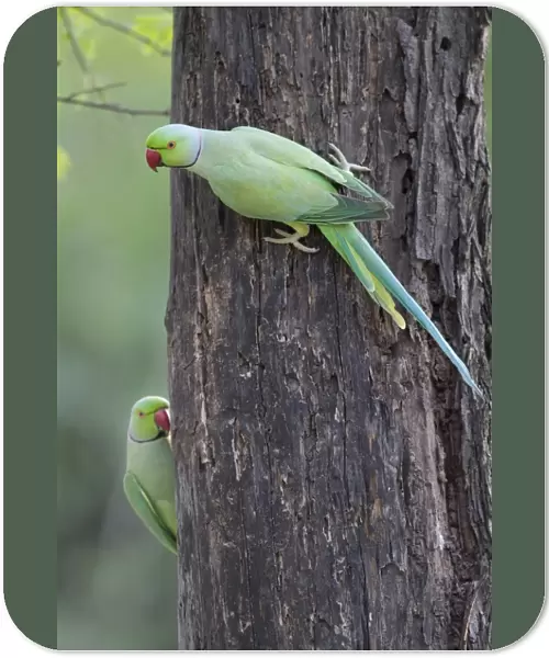 Rose-ringed Parakeet (Psittacula krameri) two adult males, clinging to tree trunk, Keoladeo Ghana N. P