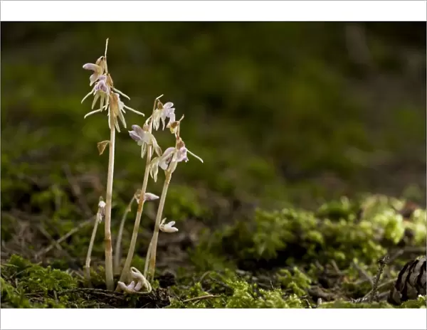 Ghost Orchid (Epipogium aphyllum) flowering, growing in deep shade woodland, Bavaria, Germany, July