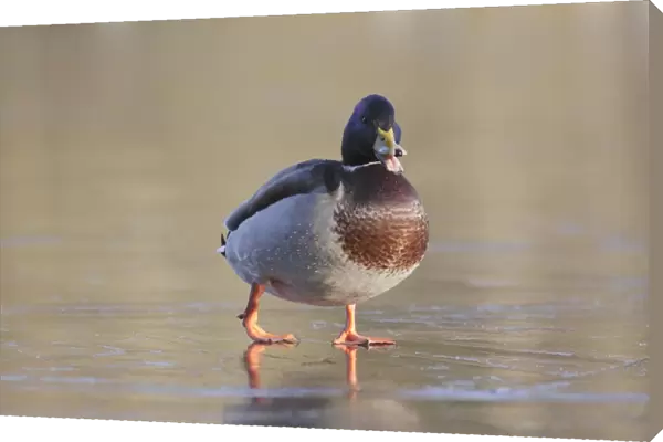 Mallard Duck (Anas platyrhynchos) adult male, calling, walking on ice of frozen lake, West Yorkshire, England, December