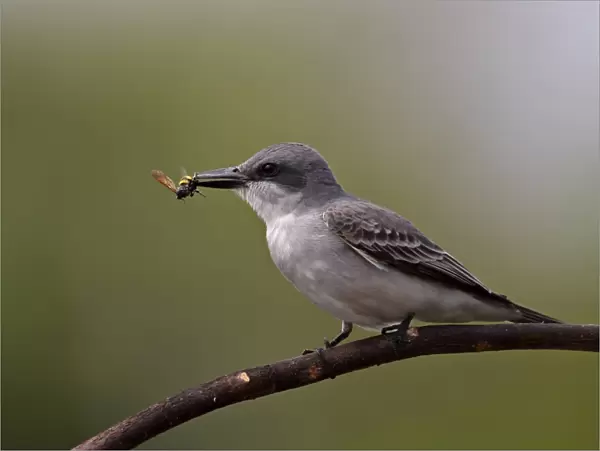 Grey Kingbird (Tyrannus dominicensis dominicensis) adult, with wasp prey in beak, perched on branch, Cayo Coco