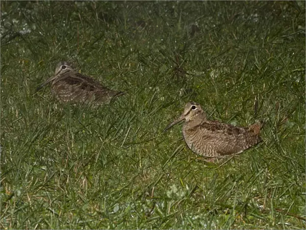 Eurasian Woodcock (Scolopax rusticola) two adults, standing in field at night during rainfall, Shropshire, England