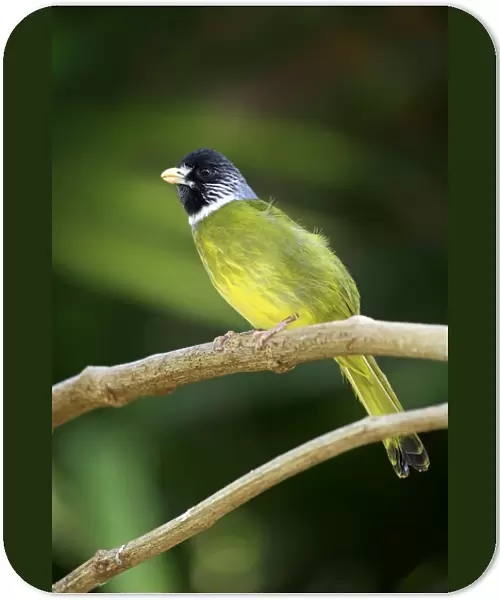 Collared Finchbill (Spizixos semitorques) adult, singing, perched on twig (captive)