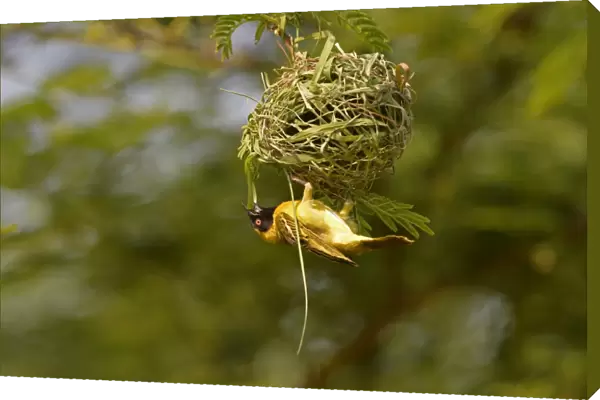 Southern Masked Weaver (Ploceus velatus) adult male, building hanging nest, Lusaka, Zambia, September