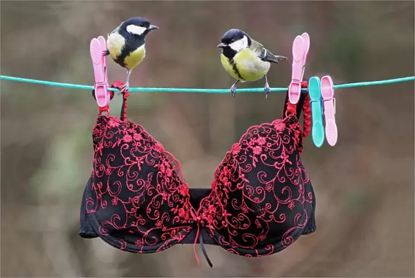 Great Tit (Parus major) adult male and female, perched on washing line with bra, Leicestershire, England, January