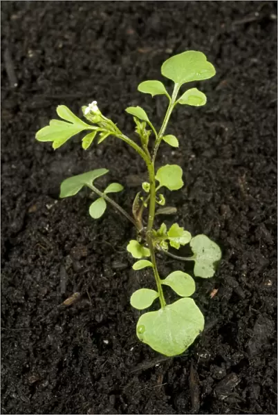 Young plant of hairy bittercress, Cardamine hirsuta, an annual garden weed