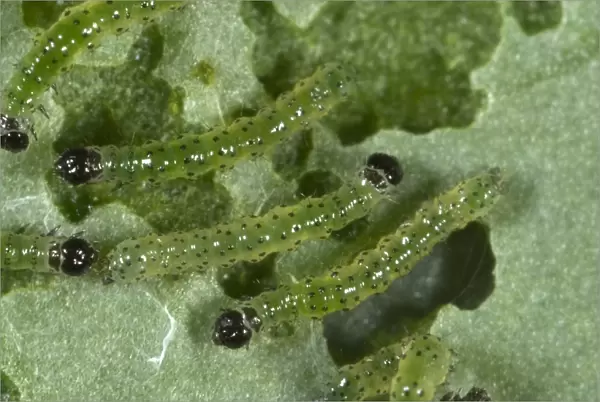 small white butterfly, Pieris rapae, neonate caterpillars feeding on a cabbage leaf