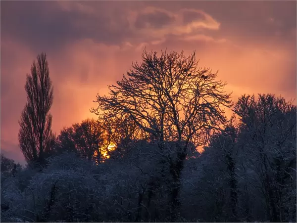 Wood pigeons roost on snow covered trees as the winter sun sets