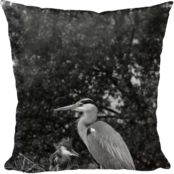 Grey Heron at nest Walthamstow No 5 Reservoir. Taken by Eric Hosking in 1951
