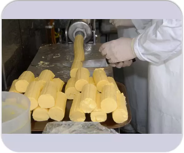 Worker cutting up butter patts, making organically made butter from unpasteurized milk, on organic dairy farm