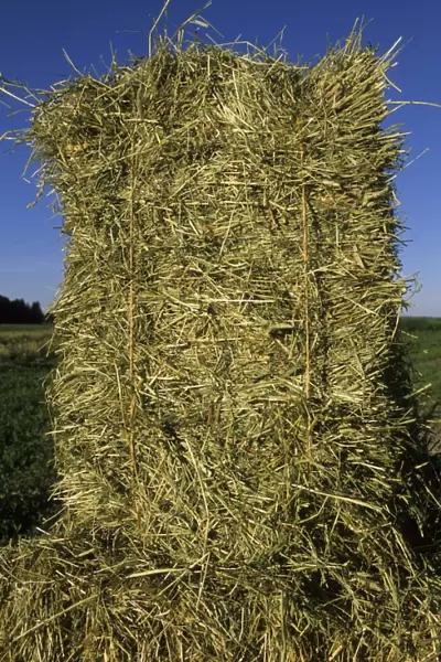 Hay crop, close-up of hay bale, Sweden