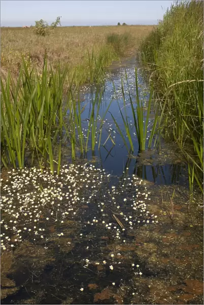 Dyke with aquatic vegetation in wetland habitat, Wickhampton Marshes, Halvergate, River Bure, The Broads N. P