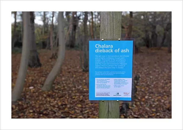 Chalara dieback of ash sign in woodland with trees infected with highly contagious fungal disease, Lower Wood Reserve